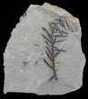 Metasequoia (Dawn Redwood) Fossil - Montana #62311-1